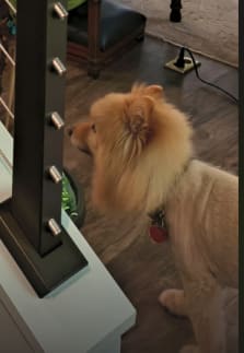 Cable post with dog